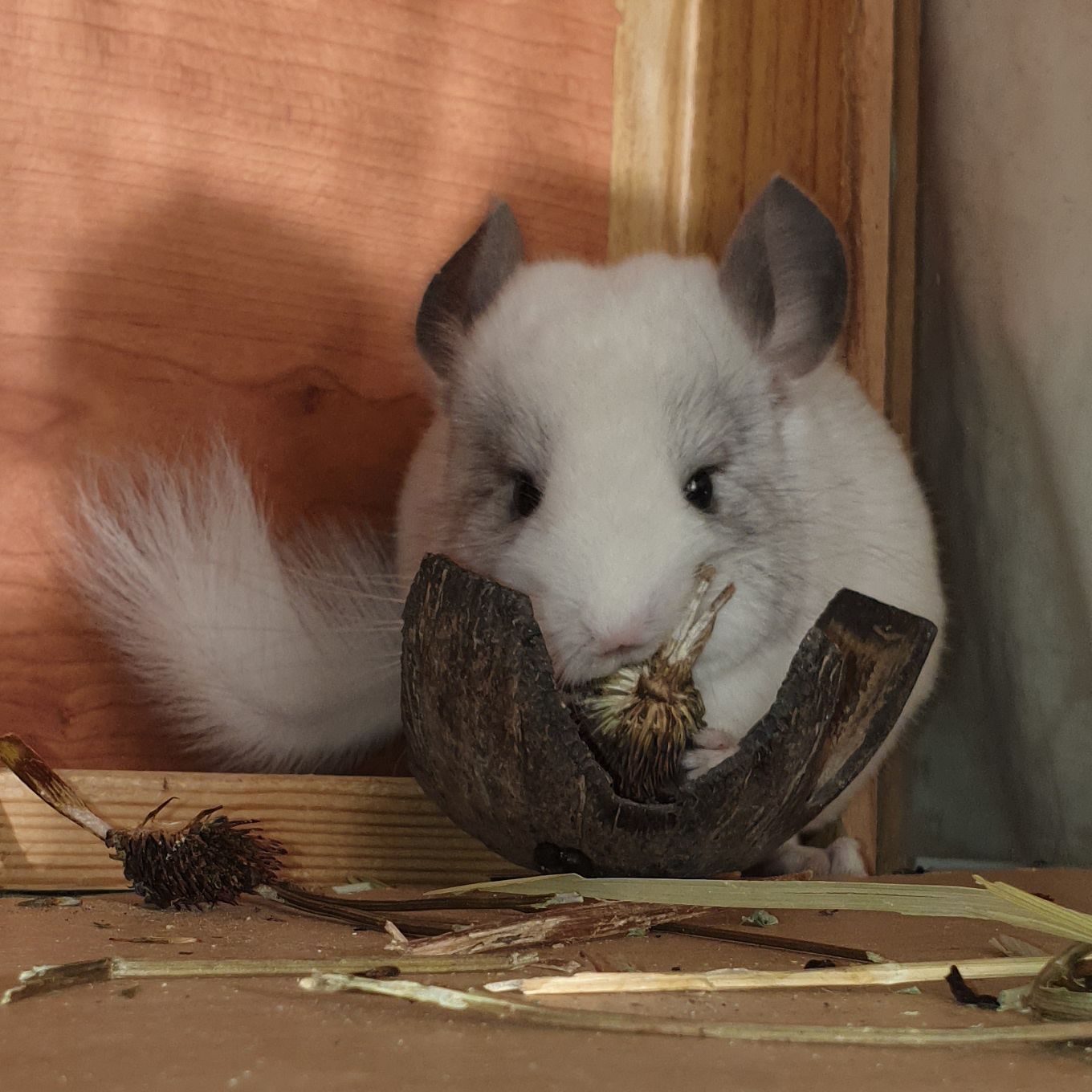 Маленький самец шиншиллы белый эбони носитель ангоры