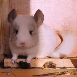 Маленький самец шиншиллы белый эбони носитель ангоры