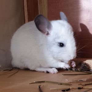 Маленький самец шиншиллы белый эбони носитель ангоры