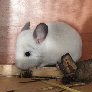 Маленький самец шиншиллы белый эбони носитель ангоры