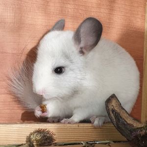 Маленький самец шиншиллы белый эбони носитель ангоры