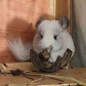 Маленький самец шиншиллы белый эбони носитель ангоры