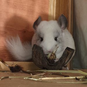 Маленький самец шиншиллы белый эбони носитель ангоры