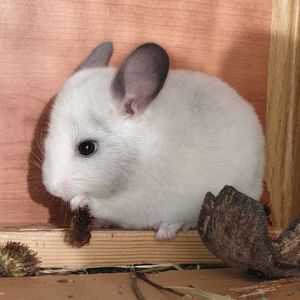 Маленький самец шиншиллы белый эбони носитель ангоры