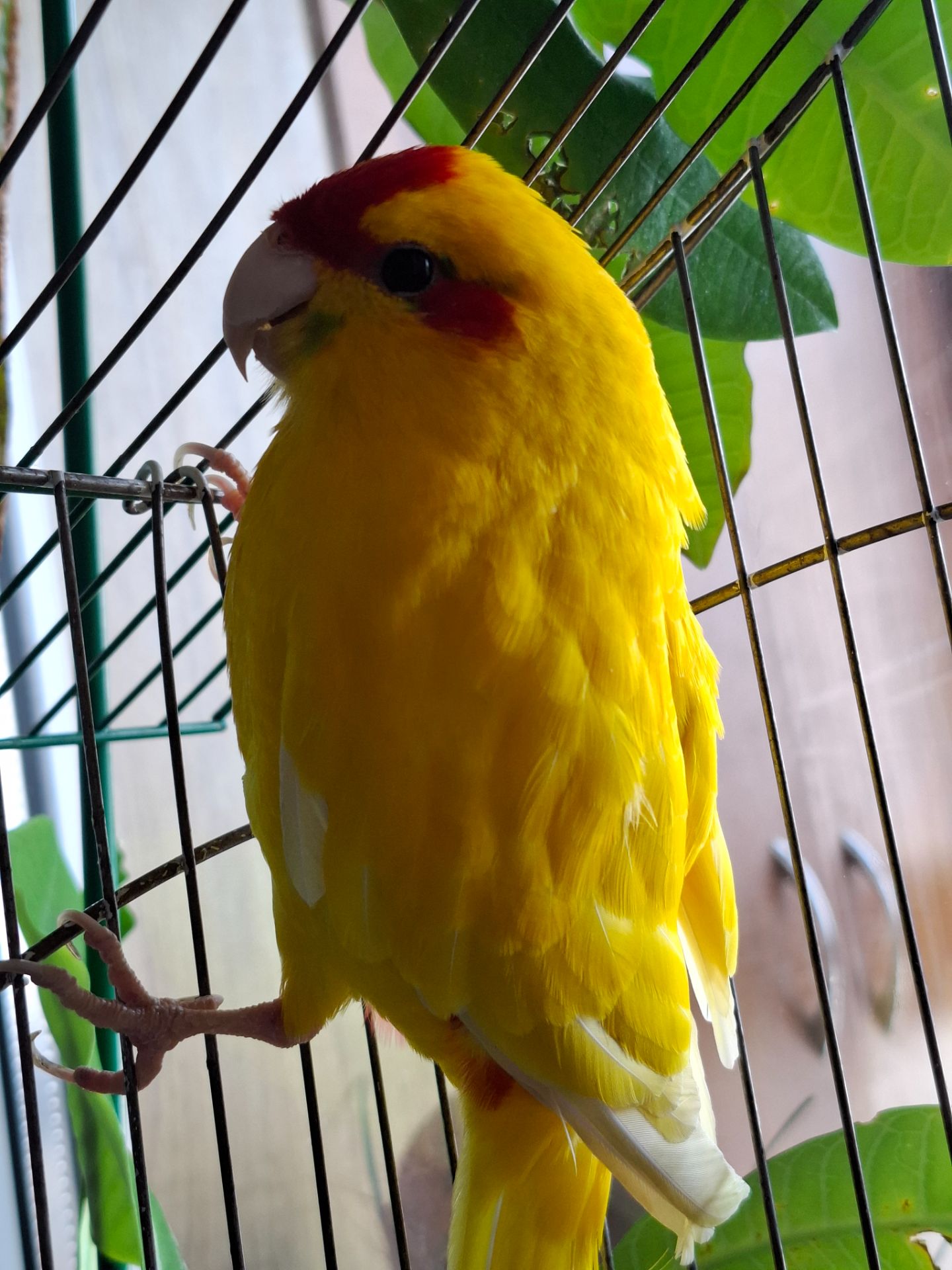 Продам какаріка разом з кліткою