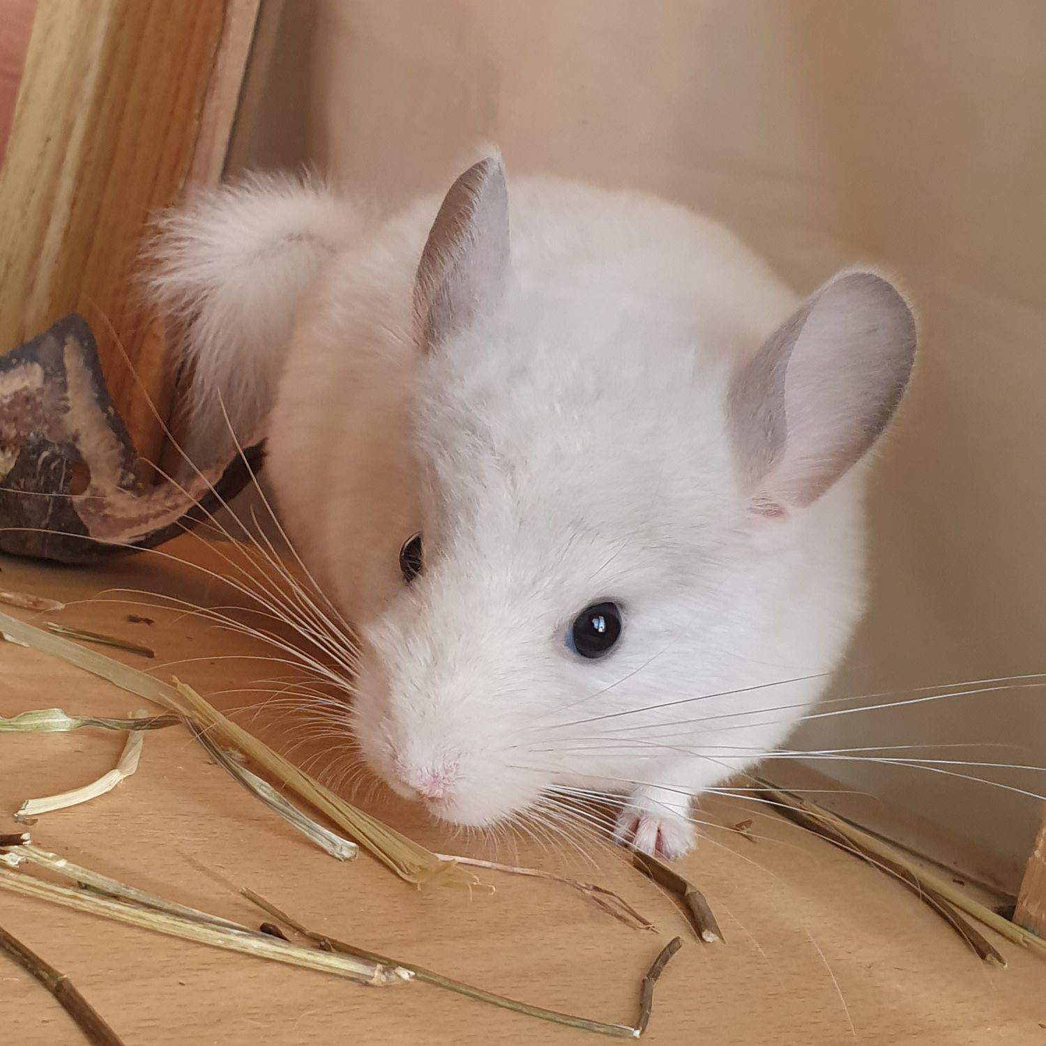 Маленький самец шиншиллы Белый сапфир эбони носитель ангоры и фиолета