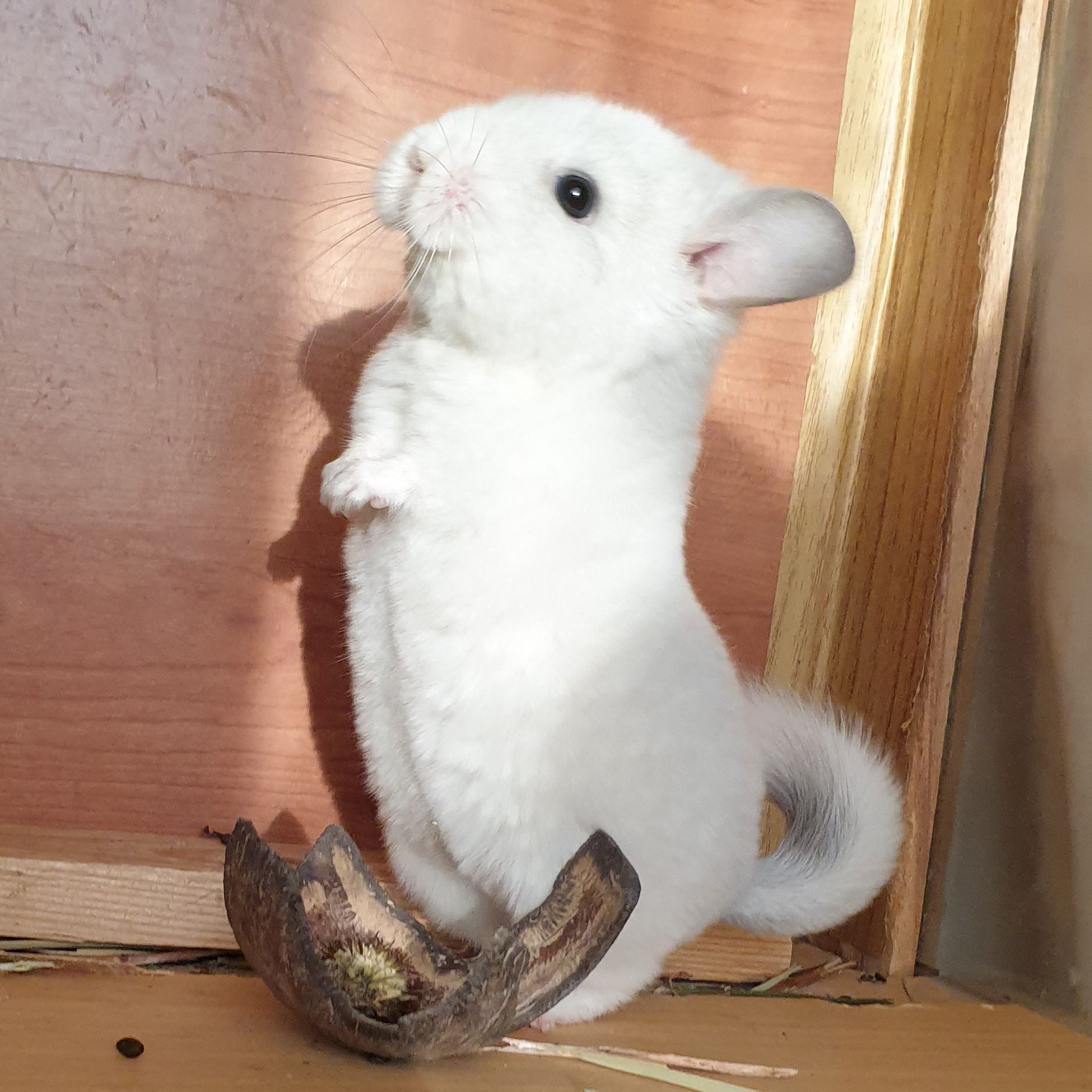 Маленький самец шиншиллы Белый сапфир эбони носитель ангоры и фиолета