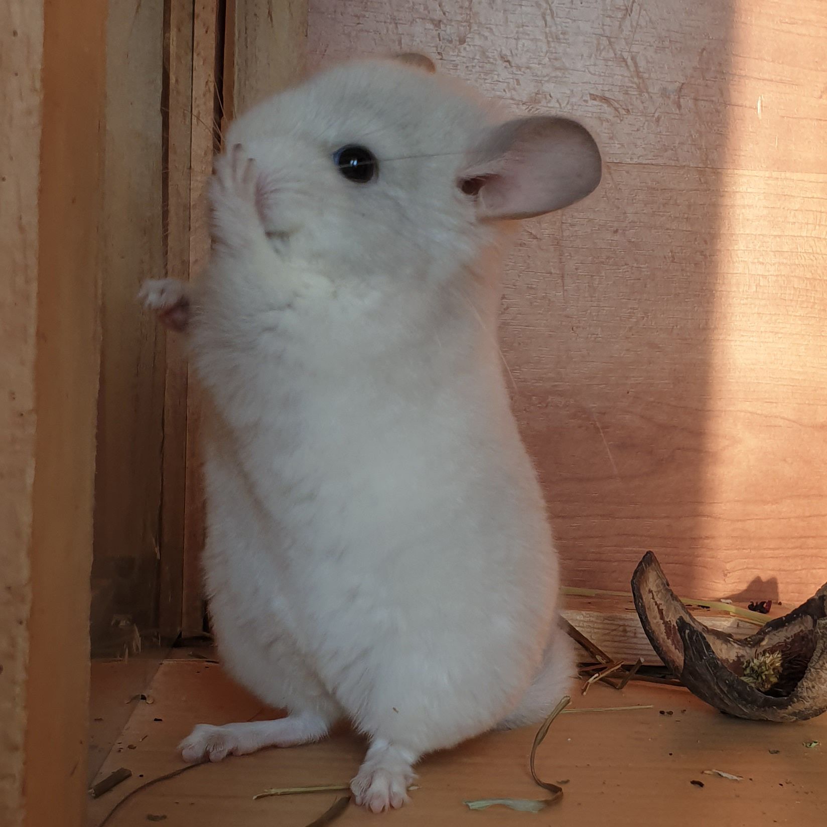 Маленький самец шиншиллы Белый сапфир эбони носитель ангоры и фиолета