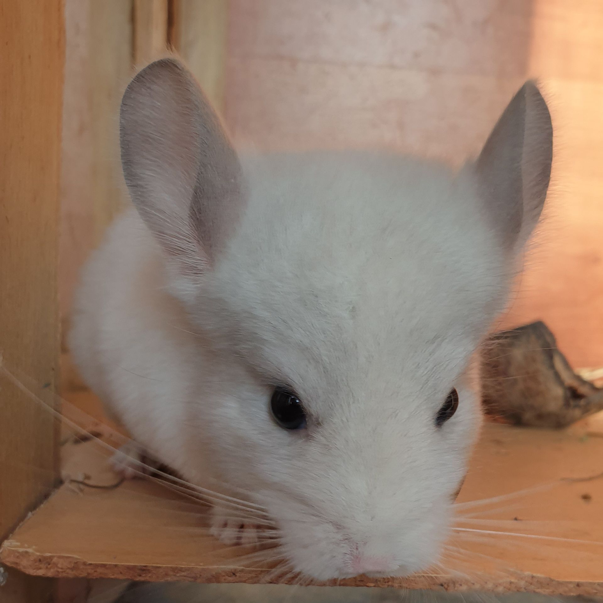 Маленький самец шиншиллы Белый сапфир эбони носитель ангоры и фиолета