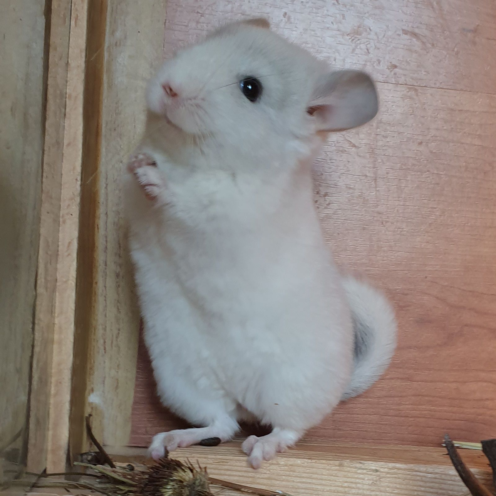 Маленький самец шиншиллы Белый сапфир эбони носитель ангоры и фиолета