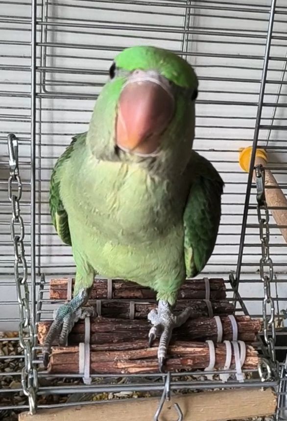 Продаж неймовірно гарного малюка