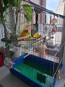Продам какаріка разом з кліткою