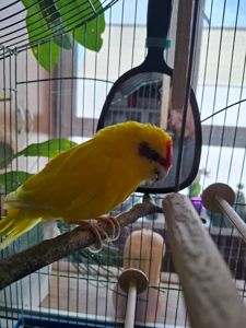 Продам какаріка разом з кліткою