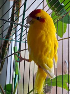 Продам какаріка разом з кліткою