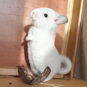 Маленький самец шиншиллы Белый сапфир эбони носитель ангоры и фиолета