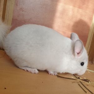 Маленький самец шиншиллы Белый сапфир эбони носитель ангоры и фиолета