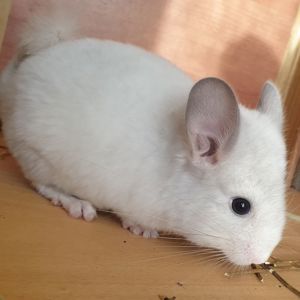 Маленький самец шиншиллы Белый сапфир эбони носитель ангоры и фиолета