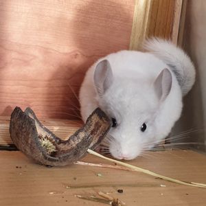 Маленький самец шиншиллы Белый сапфир эбони носитель ангоры и фиолета