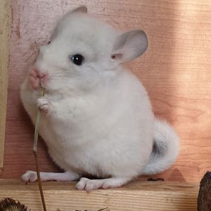 Маленький самец шиншиллы Белый сапфир эбони носитель ангоры и фиолета