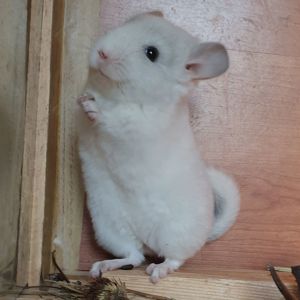 Маленький самец шиншиллы Белый сапфир эбони носитель ангоры и фиолета