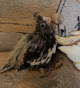 Підростають малюки корелли 🐦