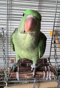 Продаж неймовірно гарного малюка