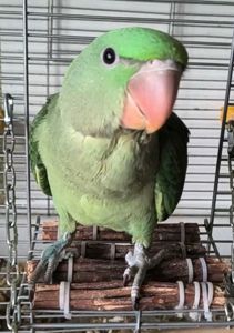 Продаж неймовірно гарного малюка