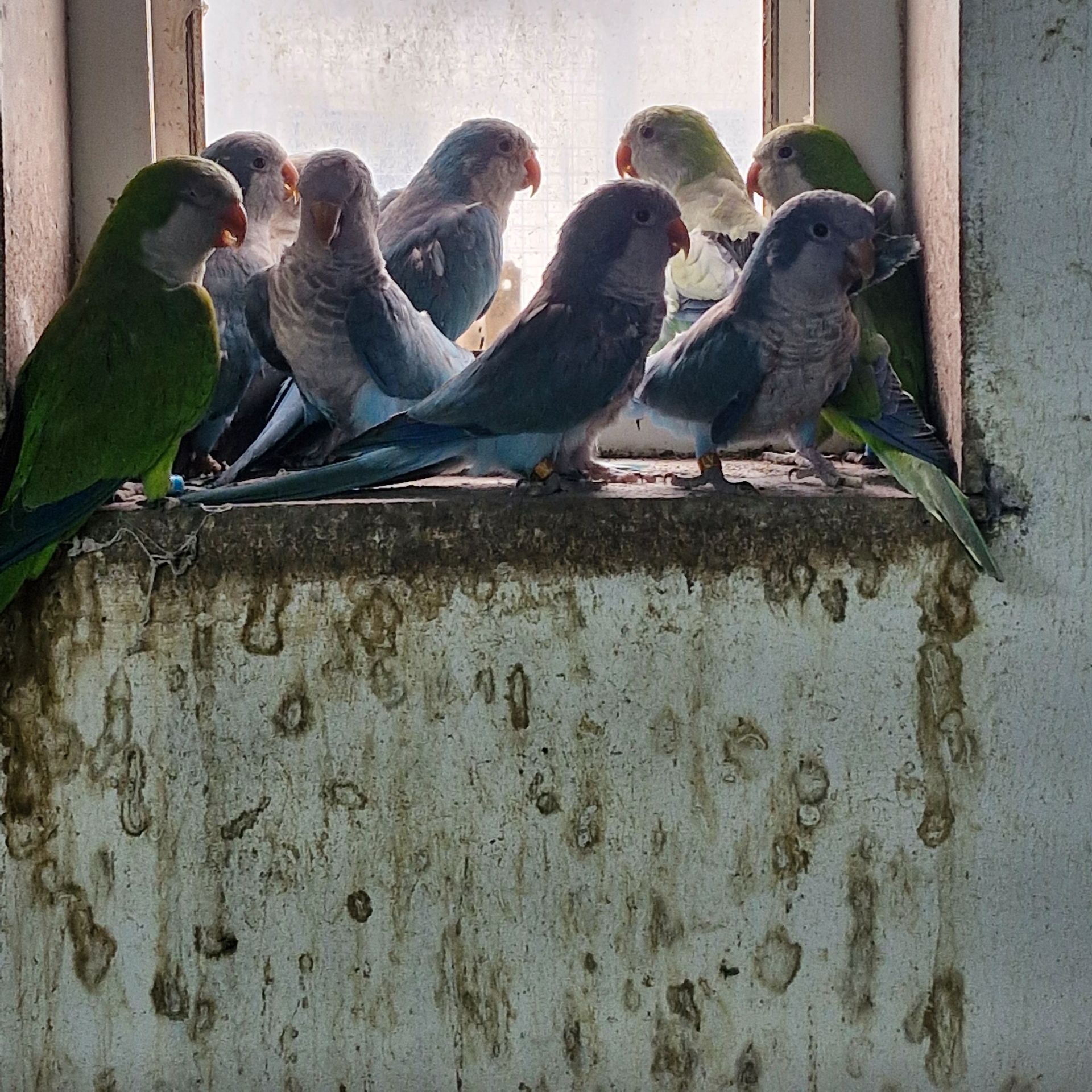 Папугаї Монахи