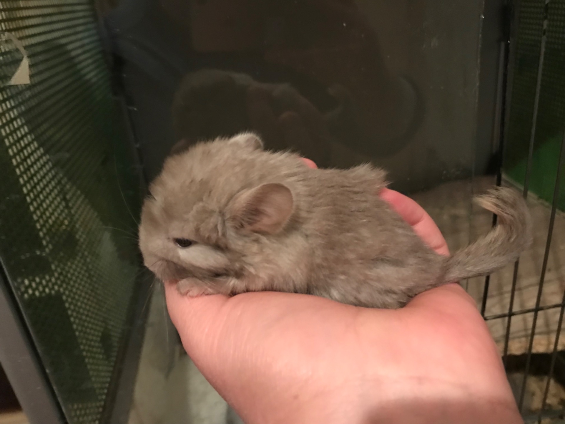 Братики шиншили бархат пастель, білий ебоні, білорожевий ебоні носії рексу, фіолету, сапфіру та ангори