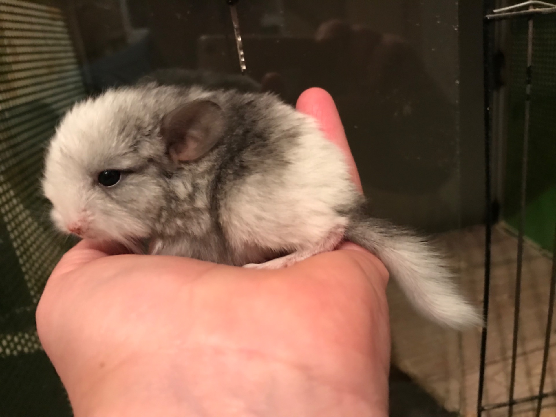 Братики шиншили бархат пастель, білий ебоні, білорожевий ебоні носії рексу, фіолету, сапфіру та ангори