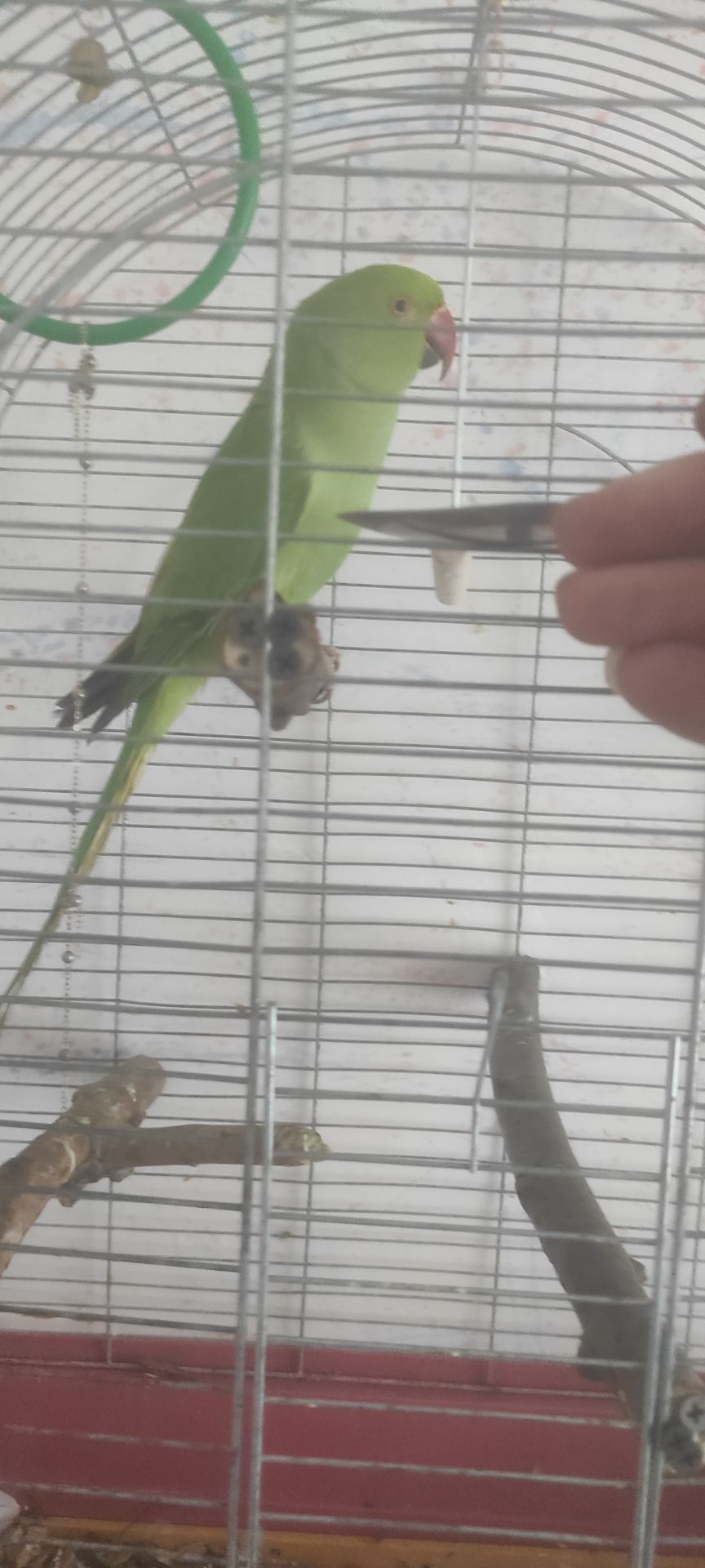 Ожереловый попугай