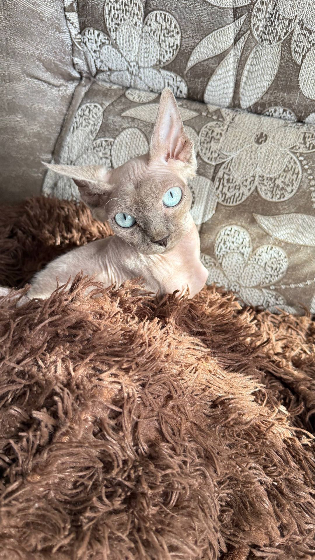 дівчинка Айра