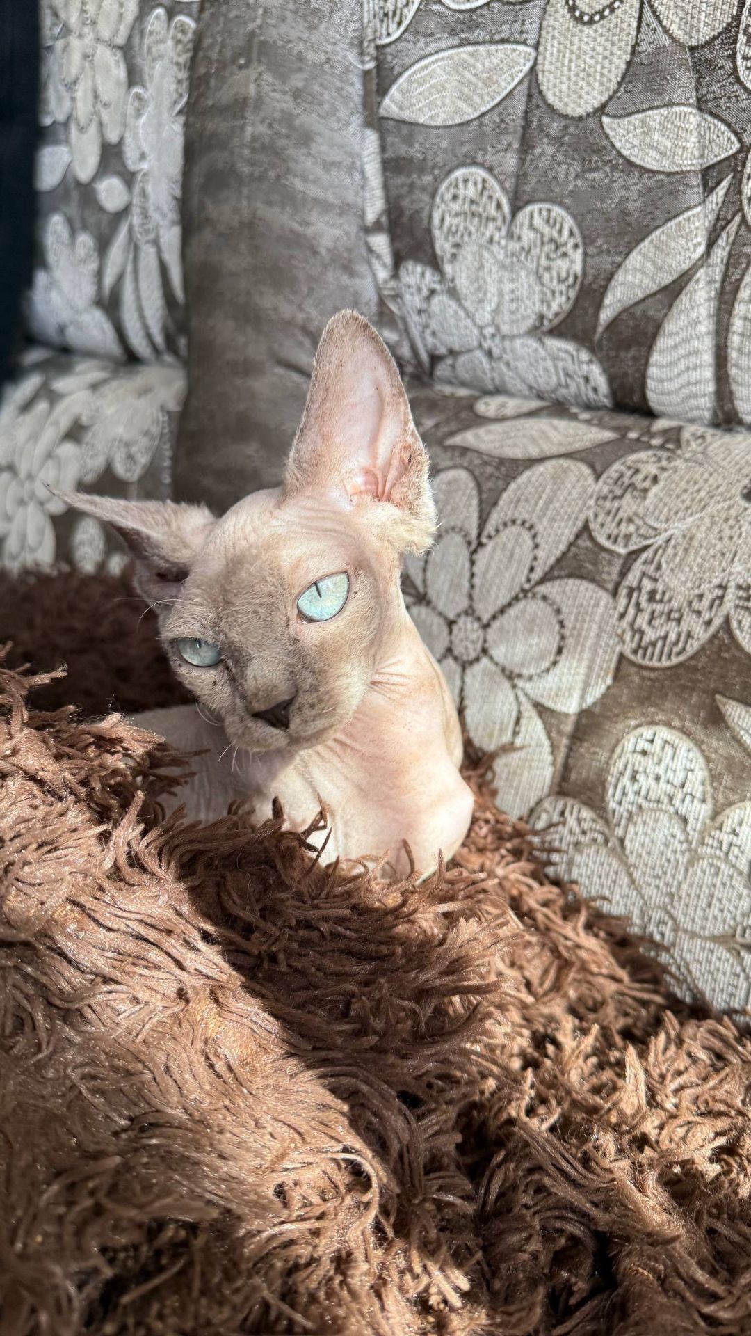 дівчинка Айра