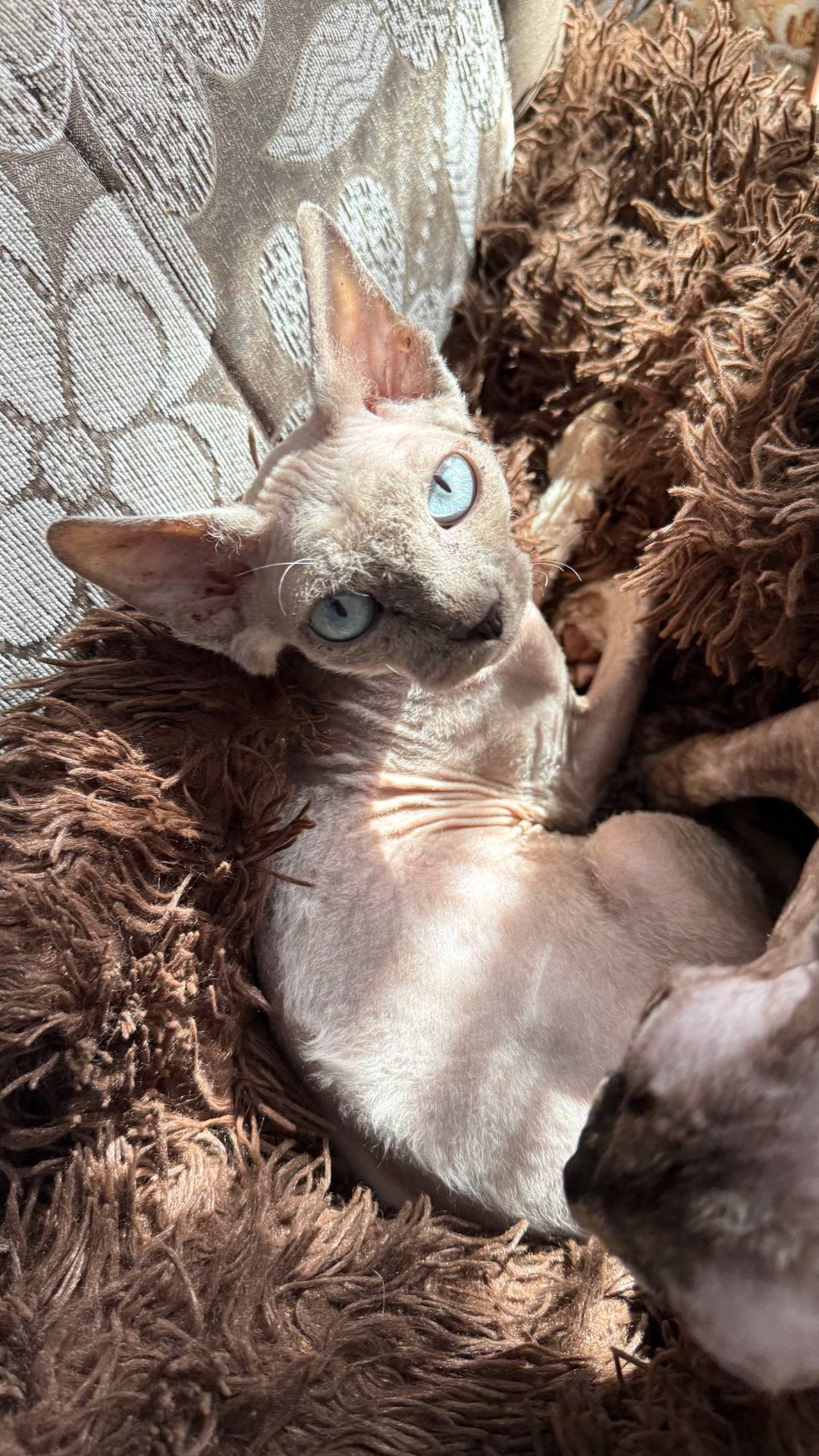 дівчинка Айра