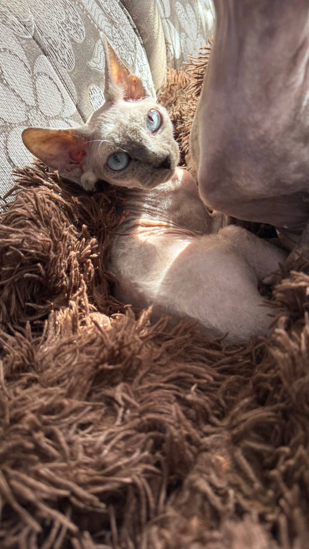 дівчинка Айра