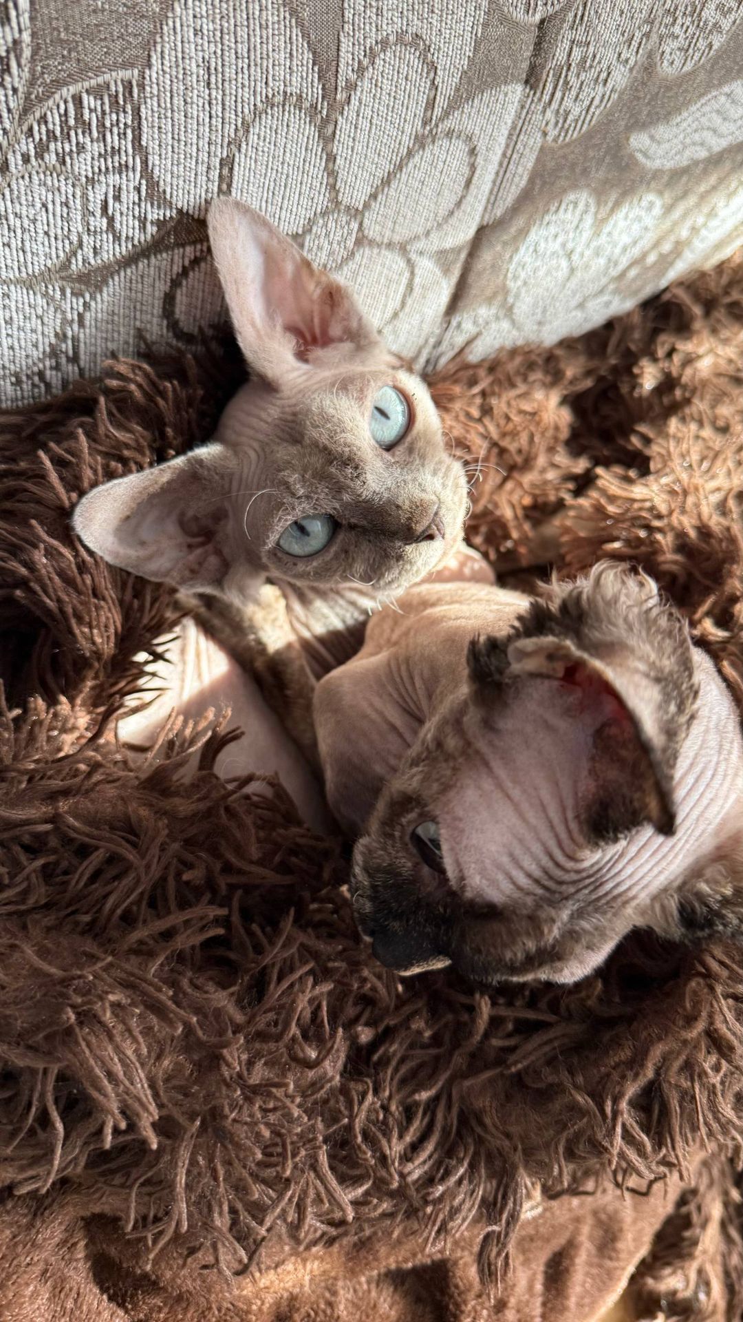 дівчинка Айра