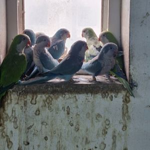 Папугаї Монахи