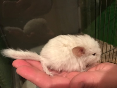 Братики шиншили бархат пастель, білий ебоні, білорожевий ебоні носії рексу, фіолету, сапфіру та ангори