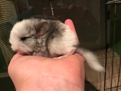 Братики шиншили бархат пастель, білий ебоні, білорожевий ебоні носії рексу, фіолету, сапфіру та ангори