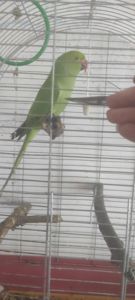 Ожереловый попугай