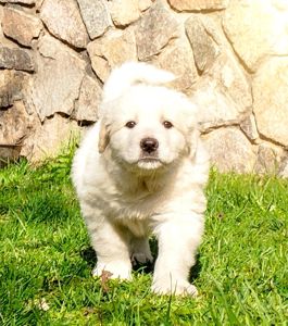 Цуценята кавказської вівчарки КСУ розплідник Star Escort великі робочі адекватні