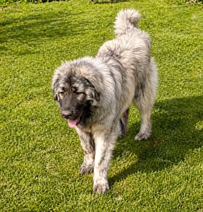 Хлопчик кавказької вівчарки, нащадок робочих чемпіонів, козопас, охоронець, компаньйон