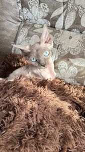 дівчинка Айра