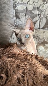 дівчинка Айра