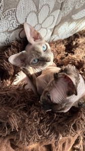 дівчинка Айра