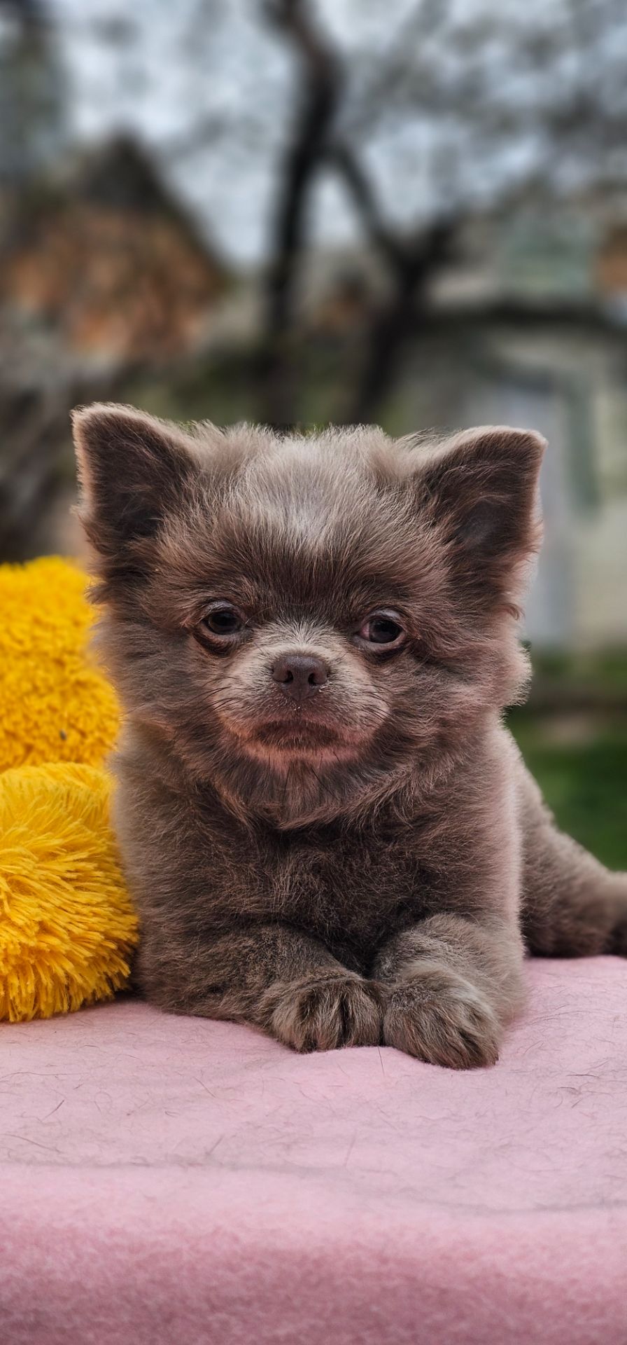 Мальчик чихуахуа КСУ