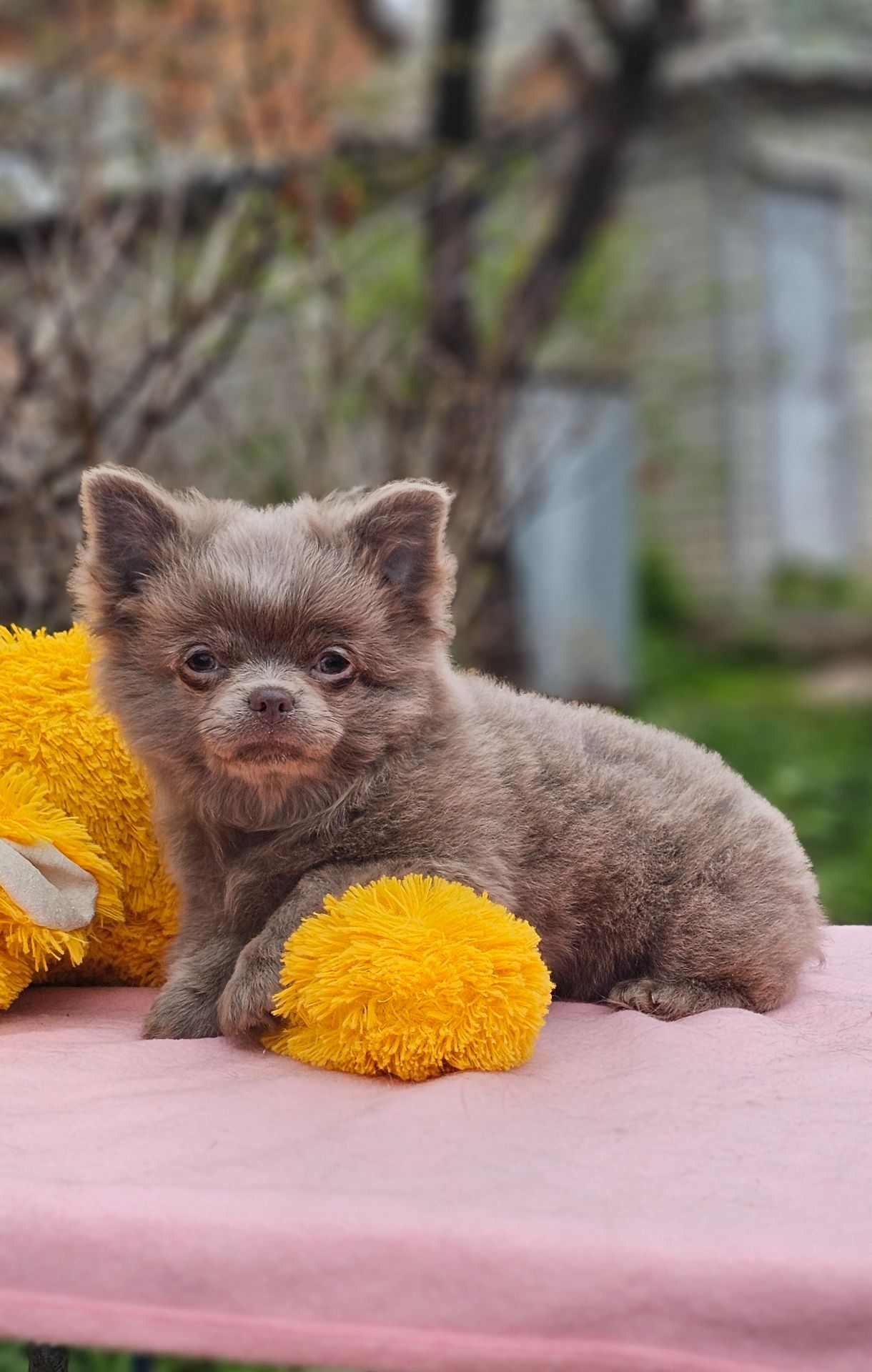 Мальчик чихуахуа КСУ