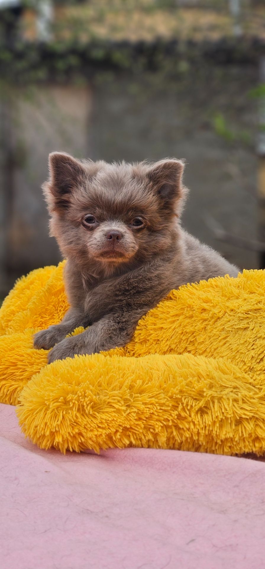 Мальчик чихуахуа КСУ