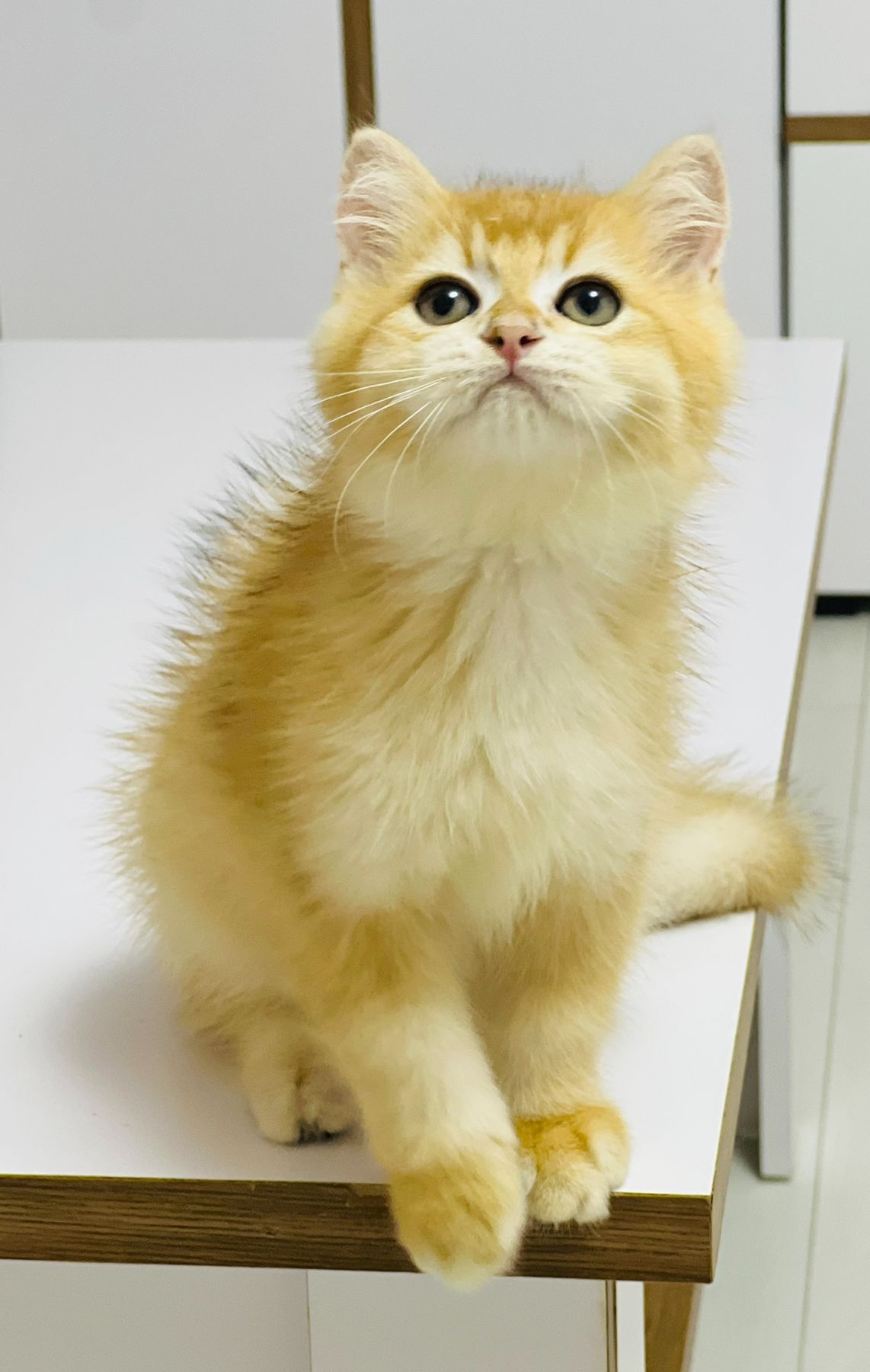 Британська золота шиншилла