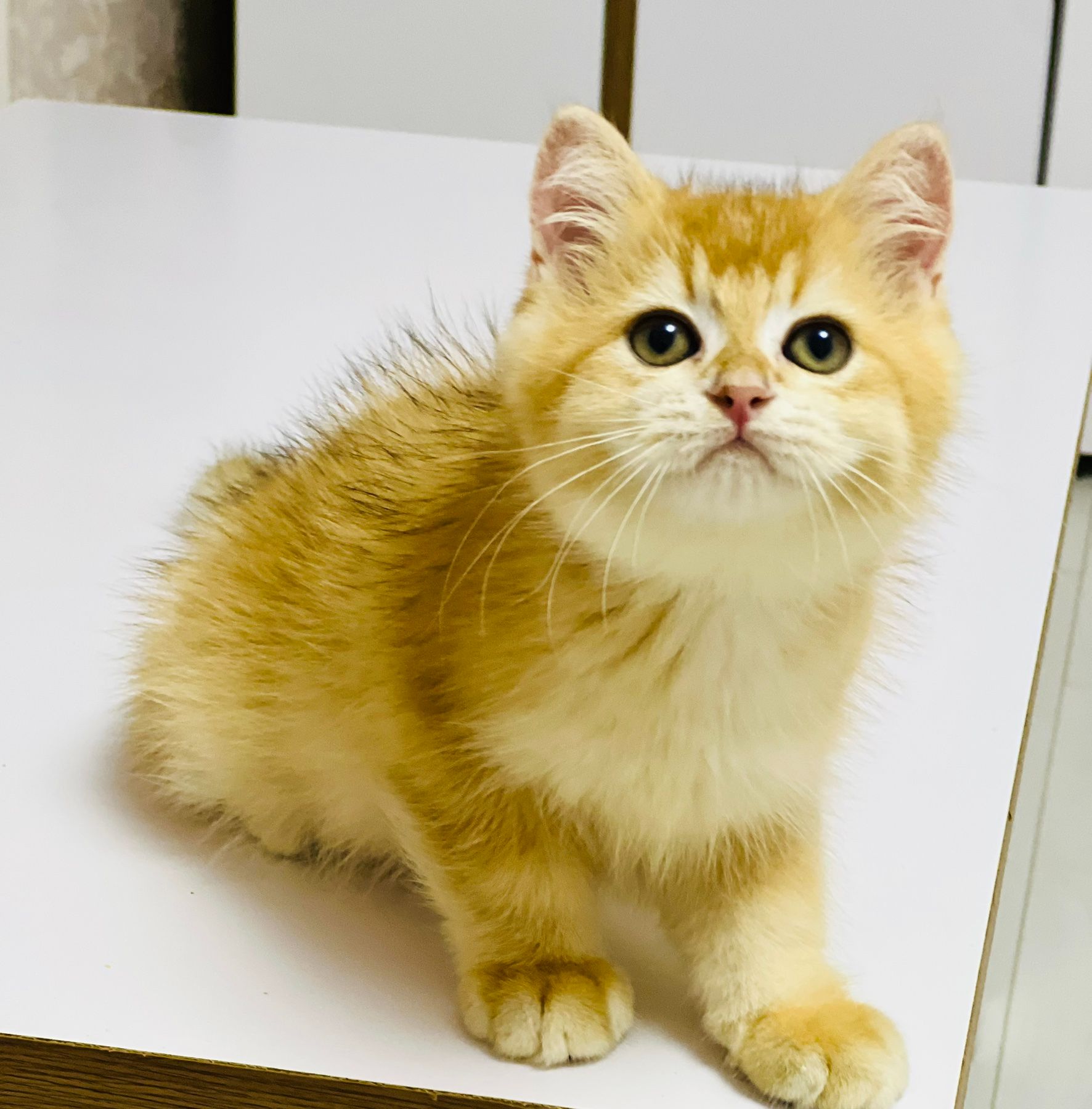 Британська золота шиншилла